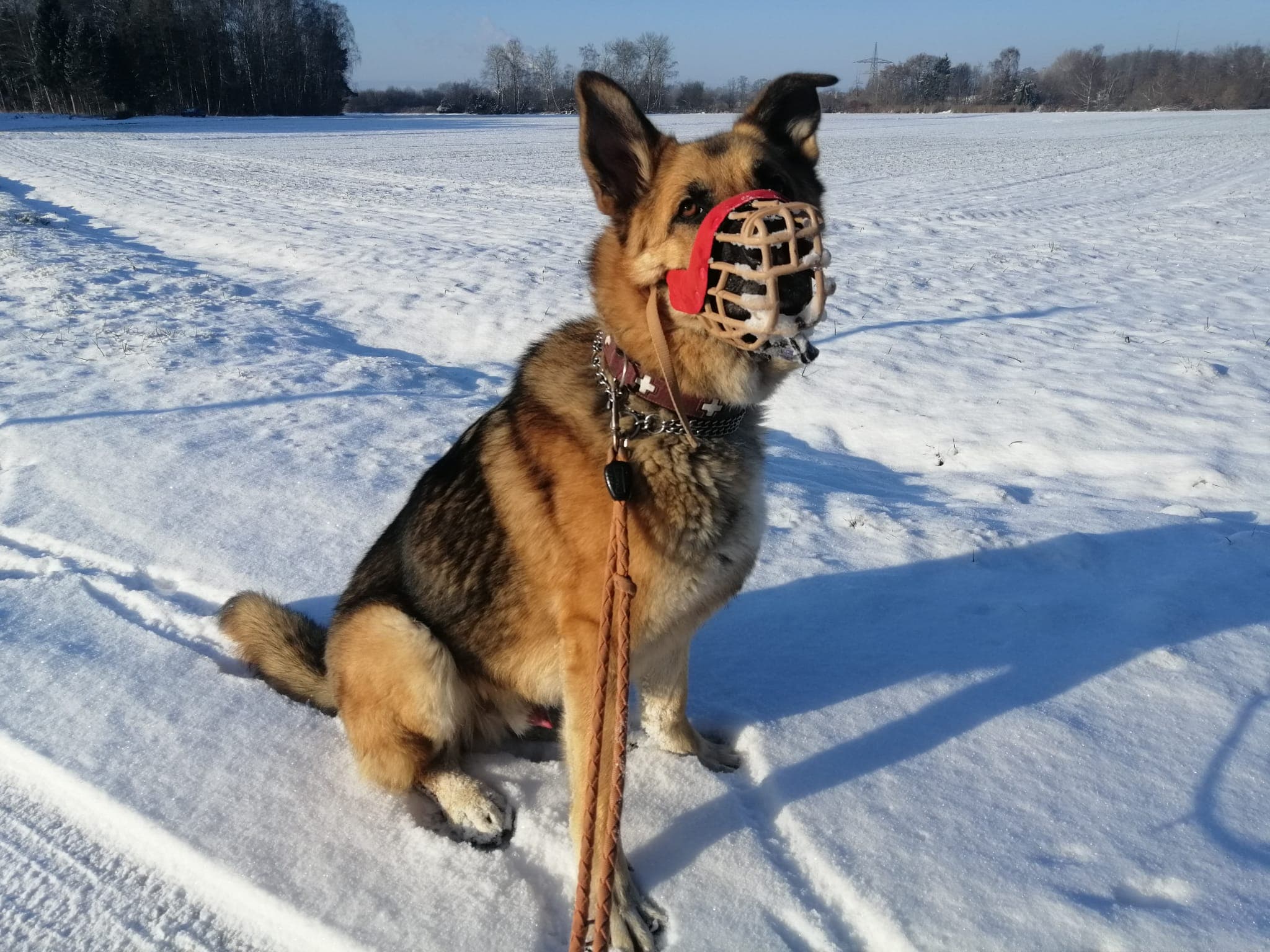Lucky - Deutscher Schäferhund - Bild 5