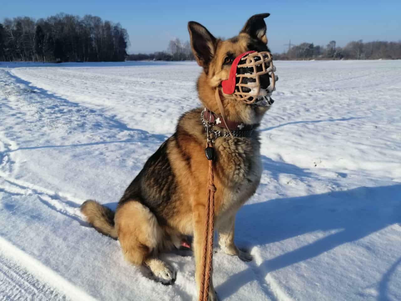 Lucky - Deutscher Schäferhund - Bild 6