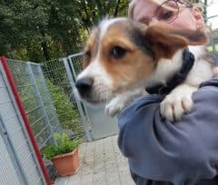 Timon - Jack Russell Terrier - Bild 4