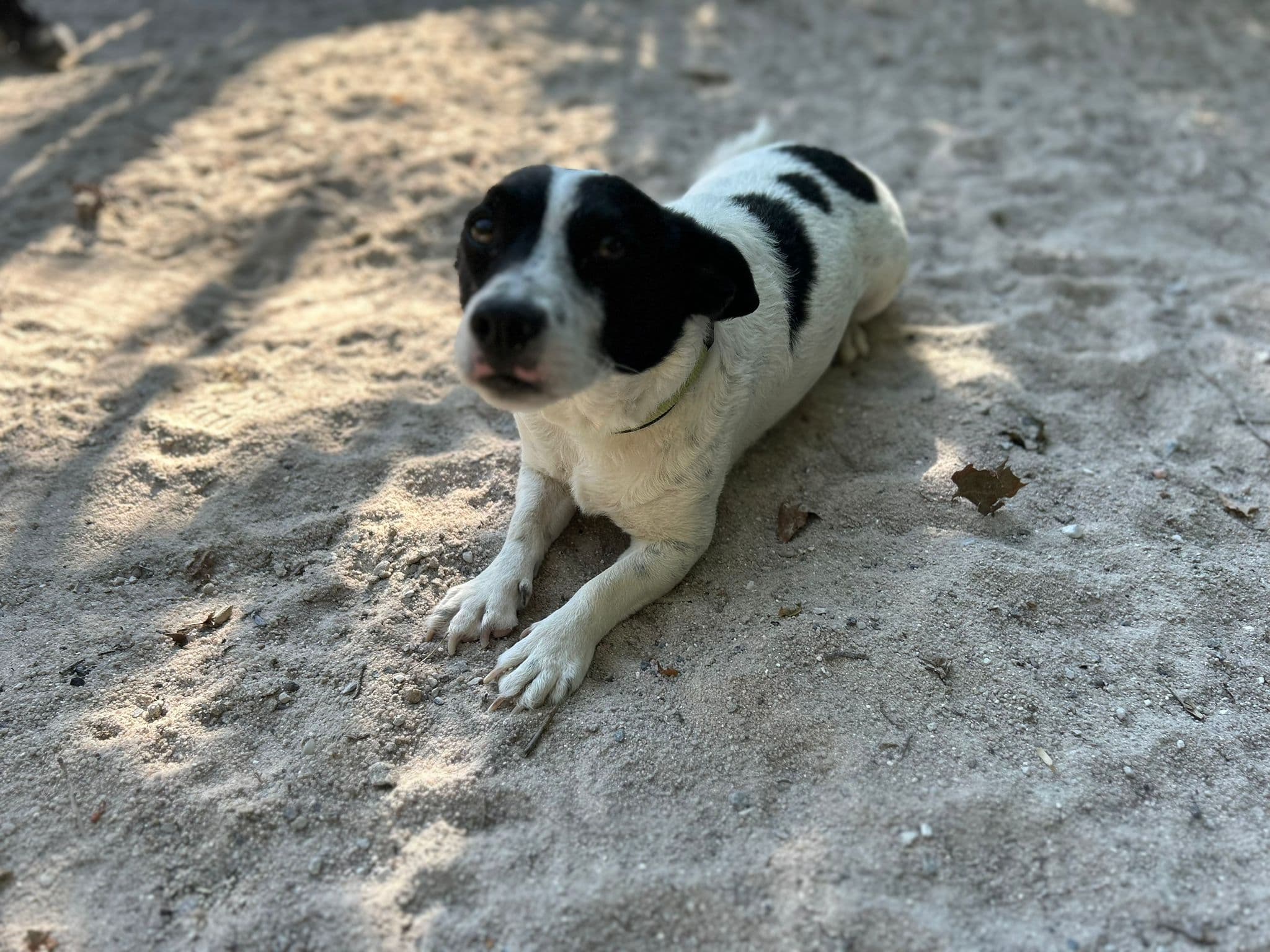 Hugo - Jack Russell Terrier - Bild 3