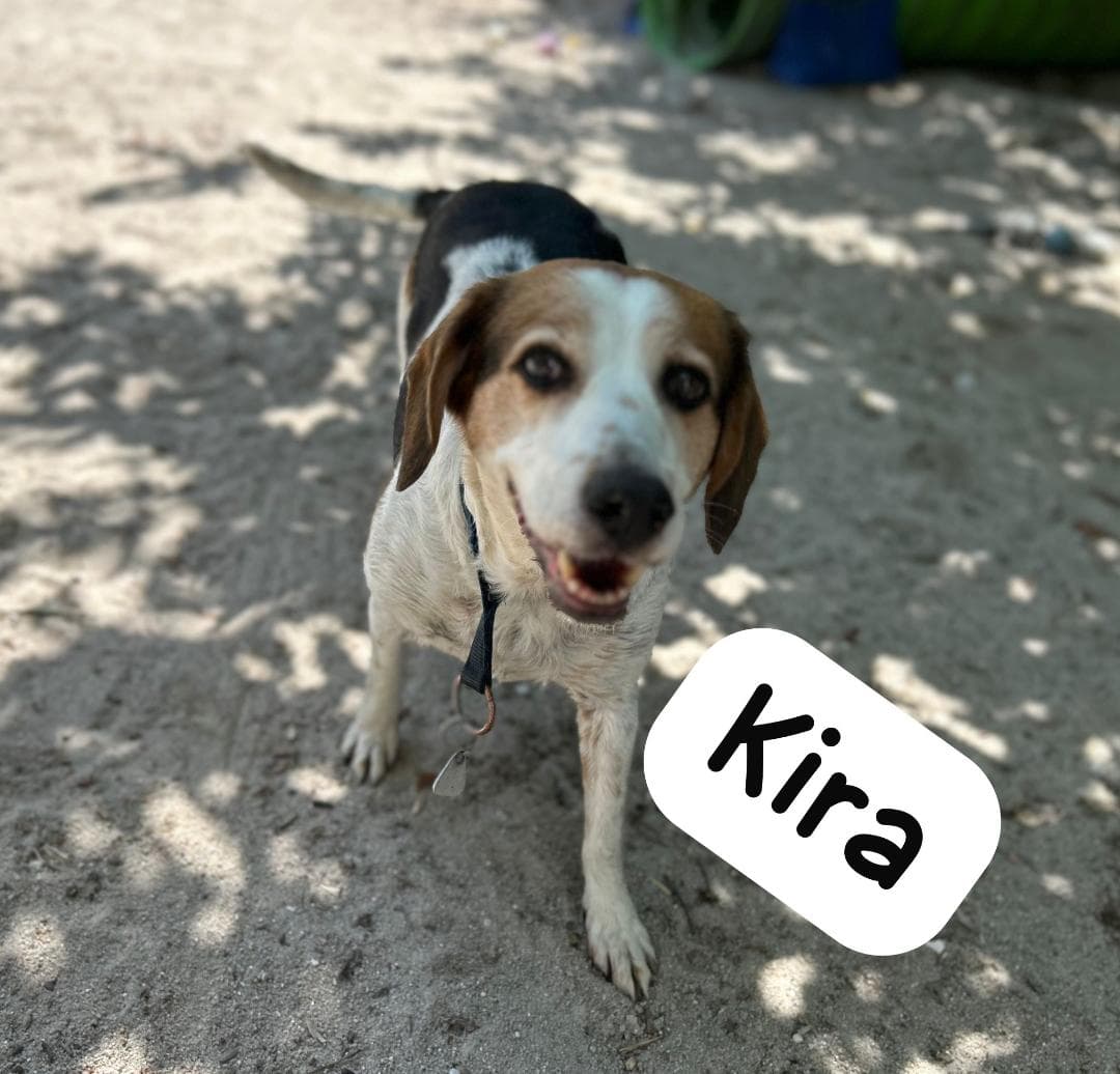 Beagle-Mix Kira