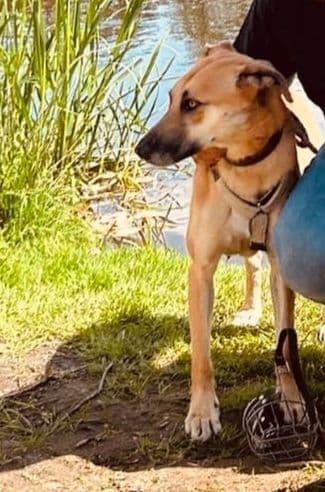 Deutscher Schäferhund-Mix Mina