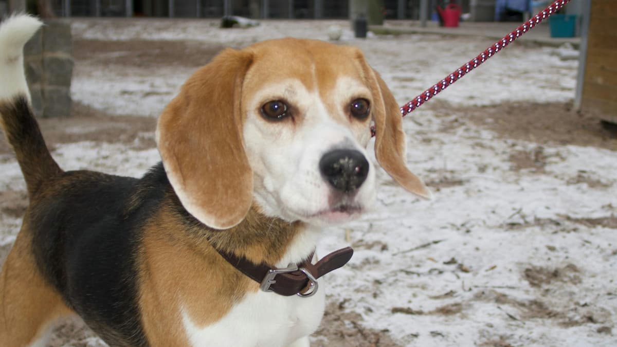 Beagle Mia