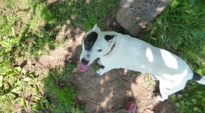 Dalmatiner-Mix Linda