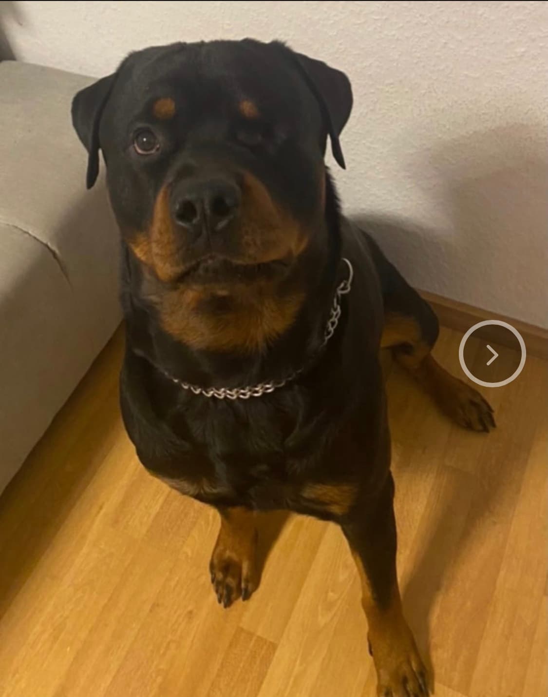Rottweiler Achilles