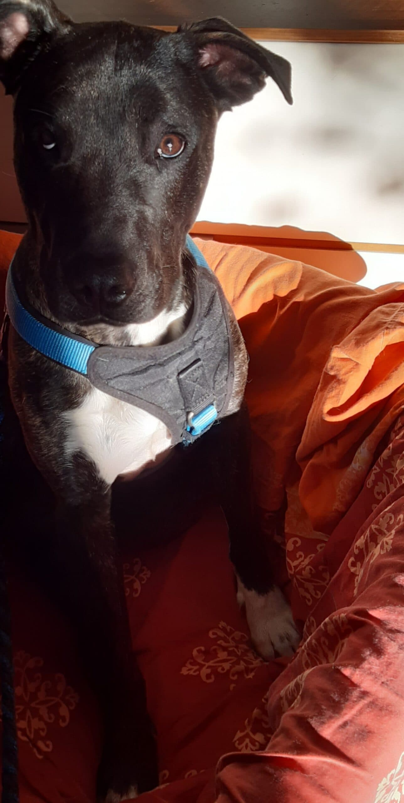 Heinrich - Cane Corso Italiano - Bild 2