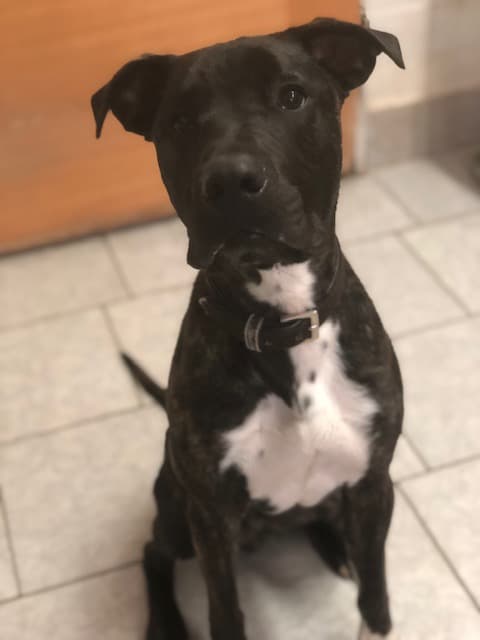 Cane Corso Italiano-Mix Heinrich