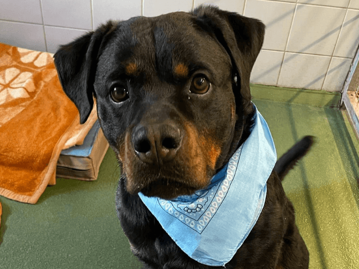 Han Solo - Rottweiler - Bild 2