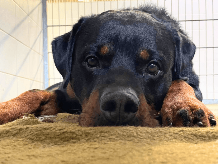 Han Solo - Rottweiler - Bild 3