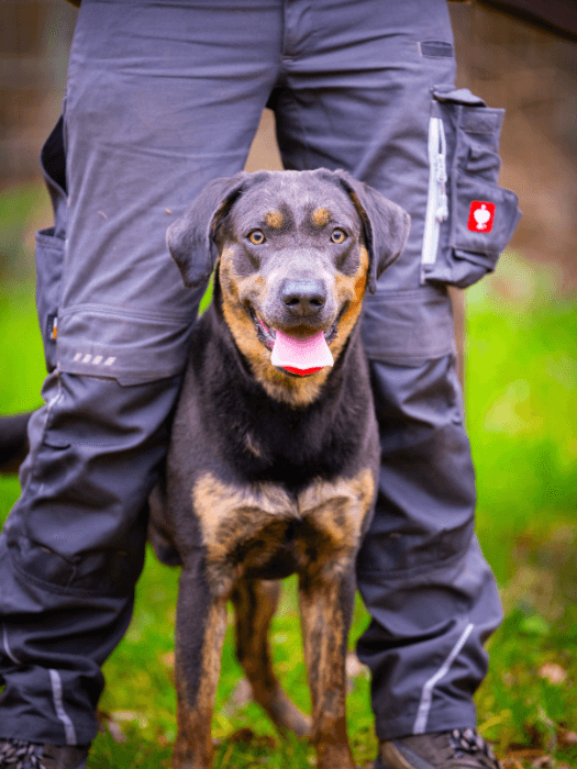 Thor - Labrador Retriever - Bild 2