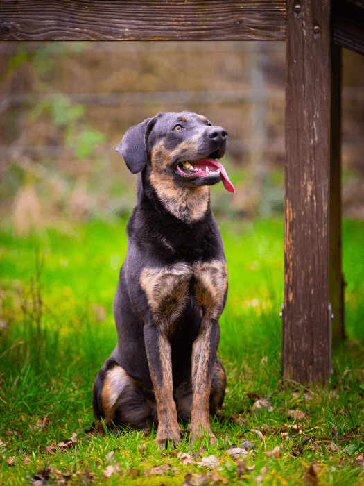 Thor - Labrador Retriever - Bild 3