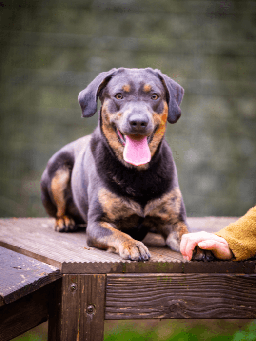 Thor - Labrador Retriever - Bild 5