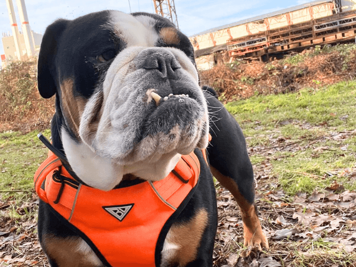King Milow - - Bild 4