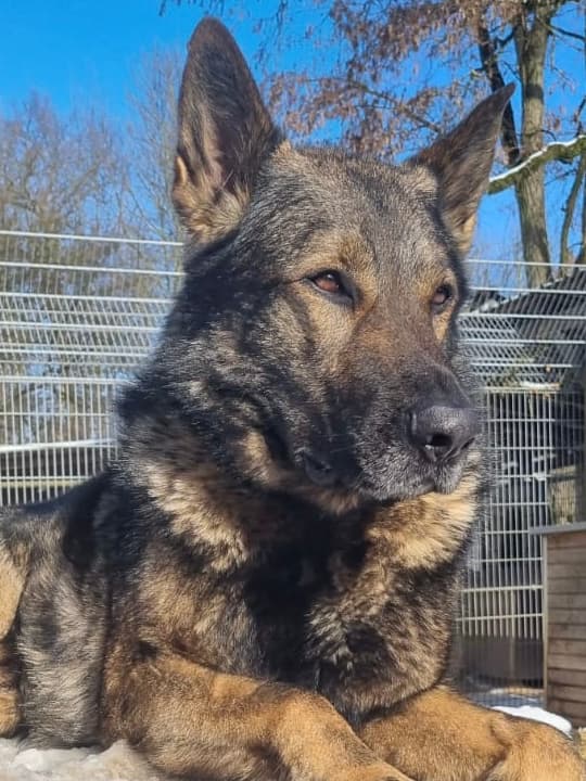 Deutscher Schäferhund Sheriff Delta