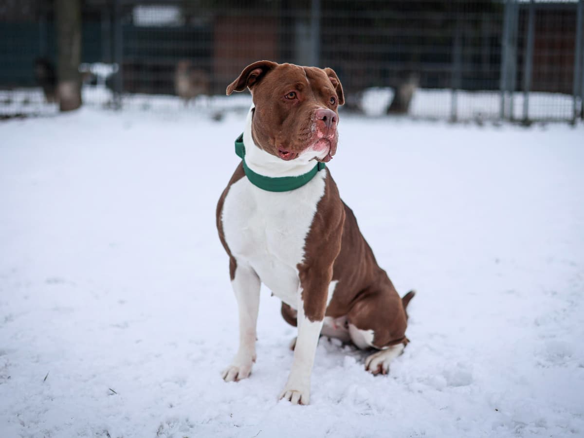 American Staffordshire Terrier-Mix Quinn