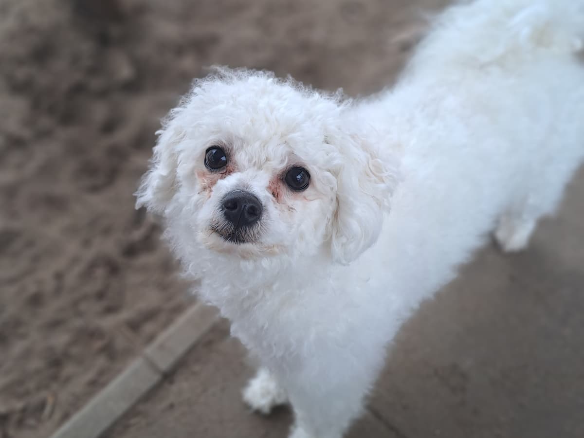 Nelly - - Bild 2