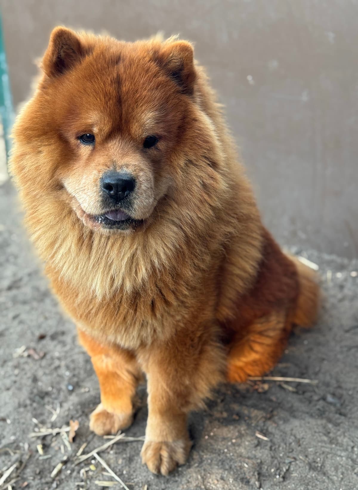Ares - Chow-Chow - Bild 5