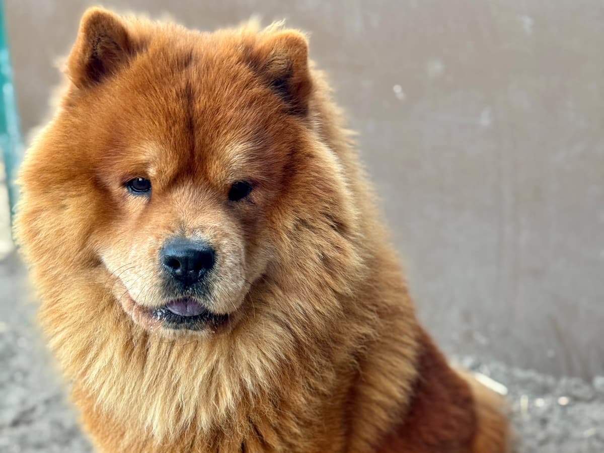 Ares - Chow-Chow - Bild 2
