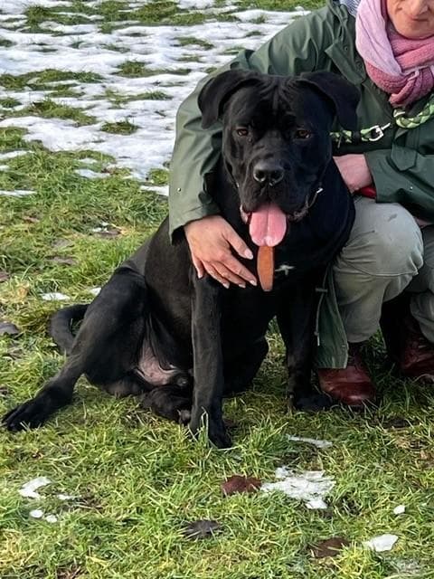 Cane Corso Italiano Marlin