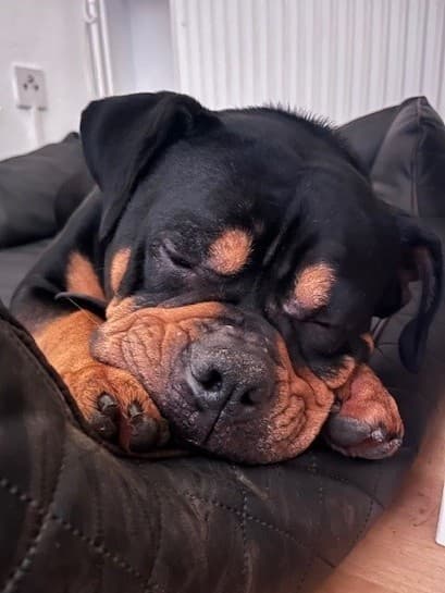 Spike - - Bild 3