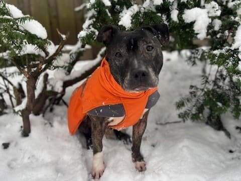 Schmidtke - American Staffordshire Terrier - Bild 3