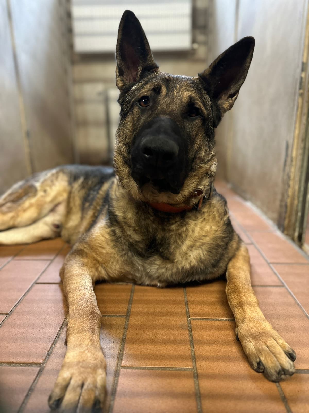 Levy - Deutscher Schäferhund - Bild 2