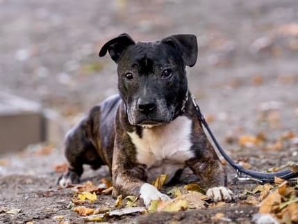 American Staffordshire Terrier-Mix Schmidtke