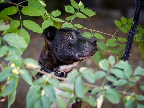 Schmidtke - American Staffordshire Terrier - Bild 5