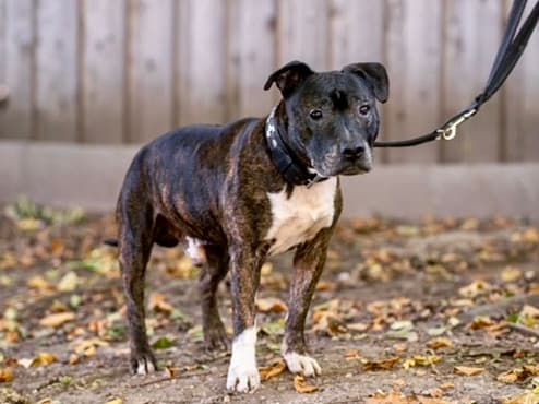 Schmidtke - American Staffordshire Terrier - Bild 2
