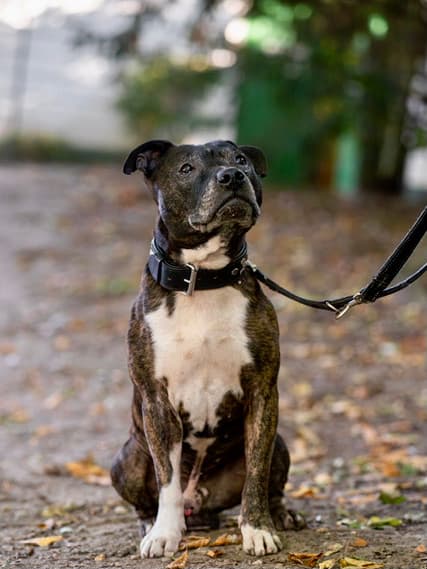 Schmidtke - American Staffordshire Terrier - Bild 4