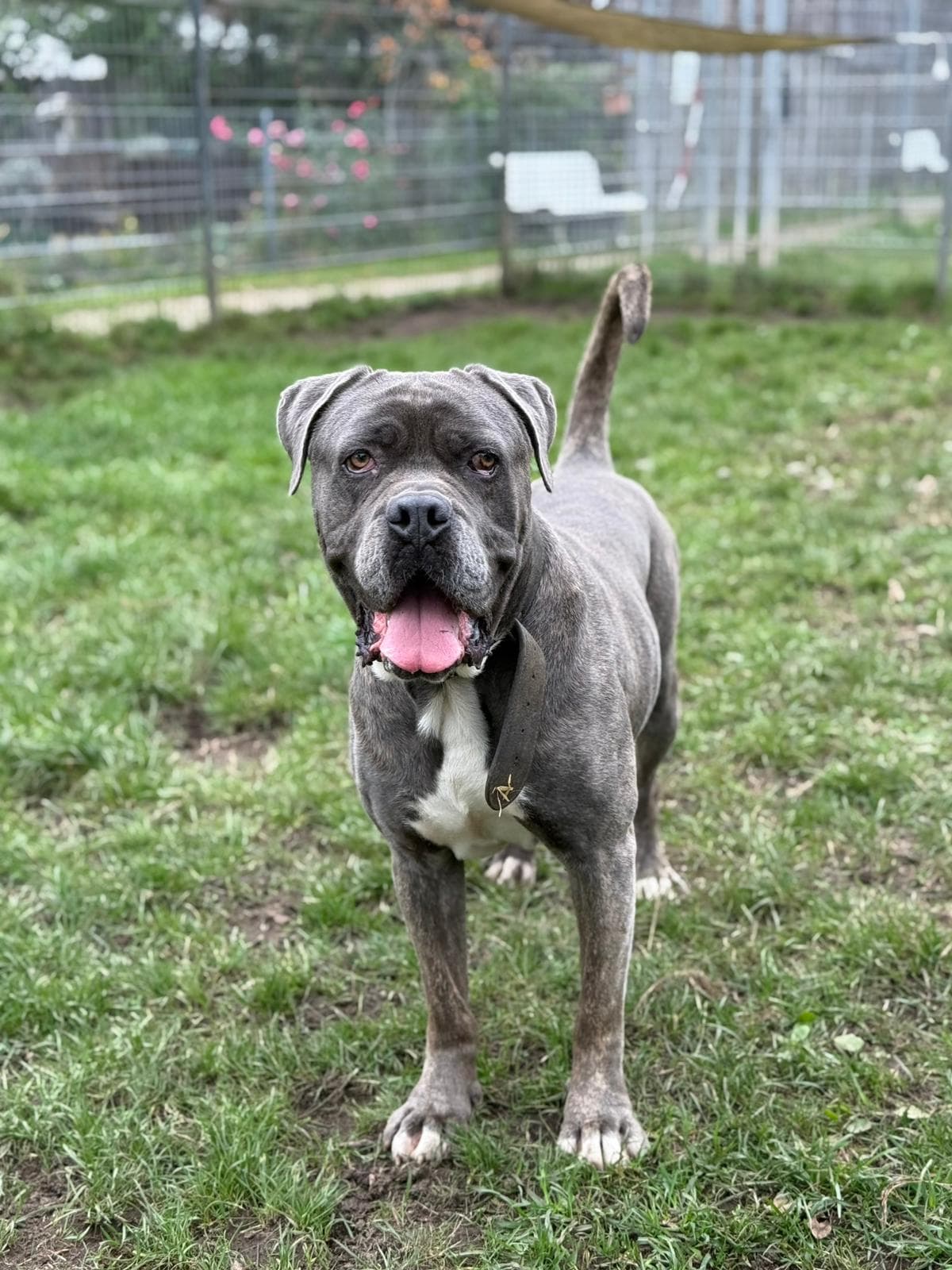 Beelzebub - Cane Corso Italiano - Bild 4