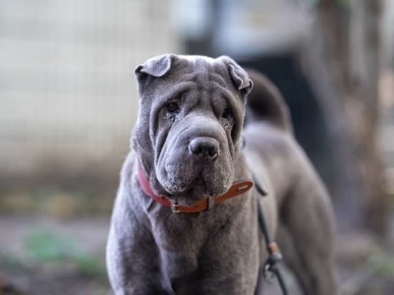 Mei - Shar-Pei - Bild 2