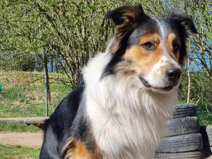 Border Collie-Mix Bingo