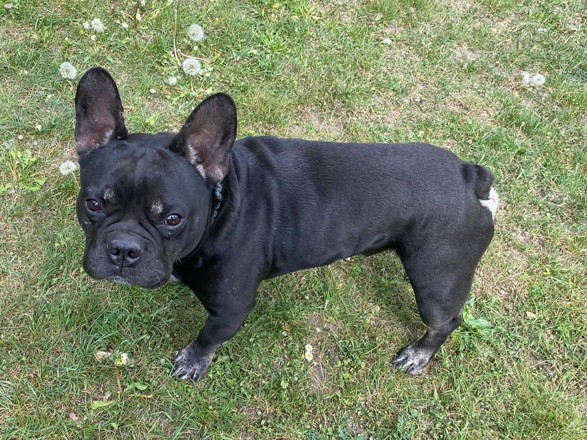 Französische Bulldogge Dustin