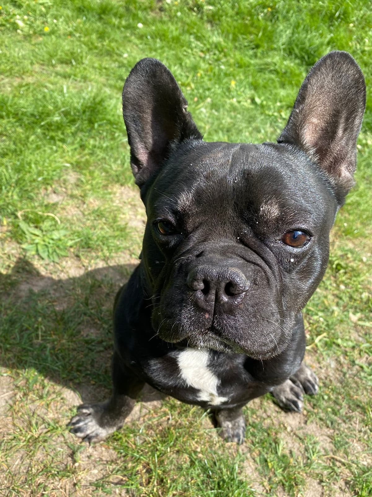 Dustin - Französische Bulldogge - Bild 2