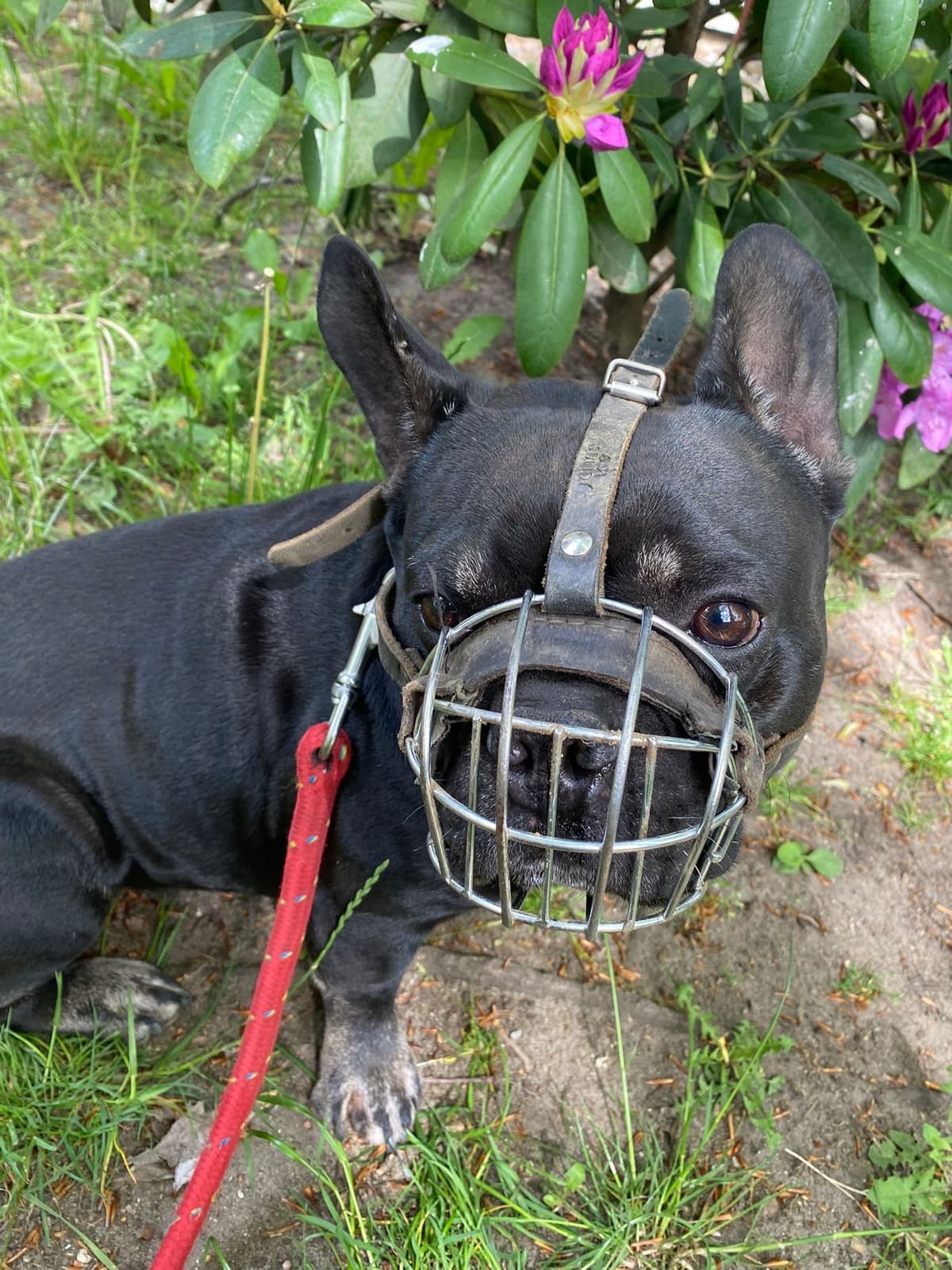 Dustin - Französische Bulldogge - Bild 3