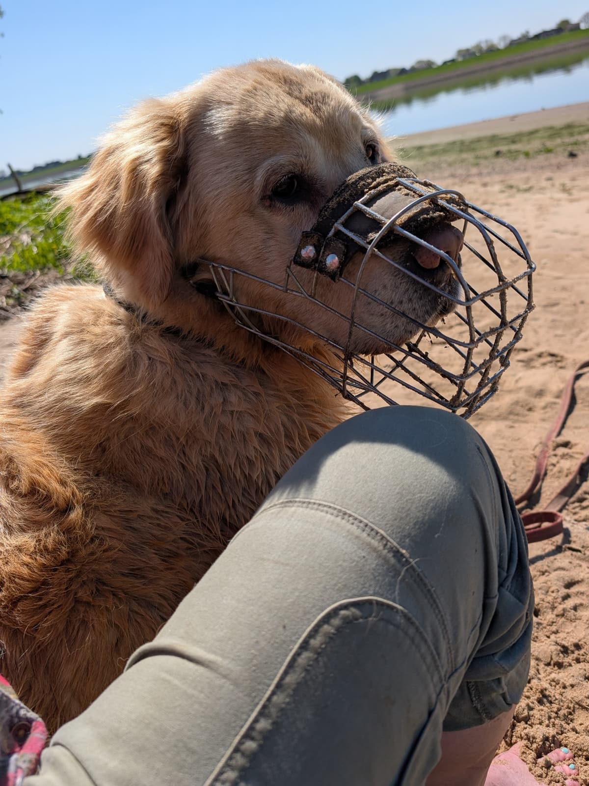 Lord - Golden Retriever - Bild 5