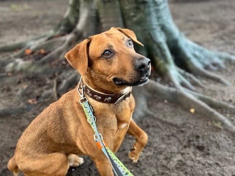Labrador Retriever-Mix Simba