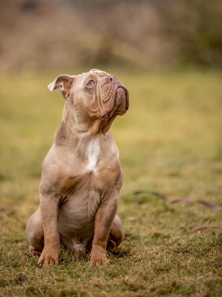 Aramis - Englische Bulldogge - Bild 4