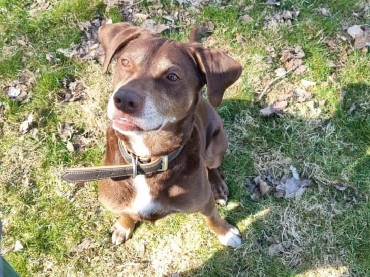 Labrador Retriever-Mix Luna