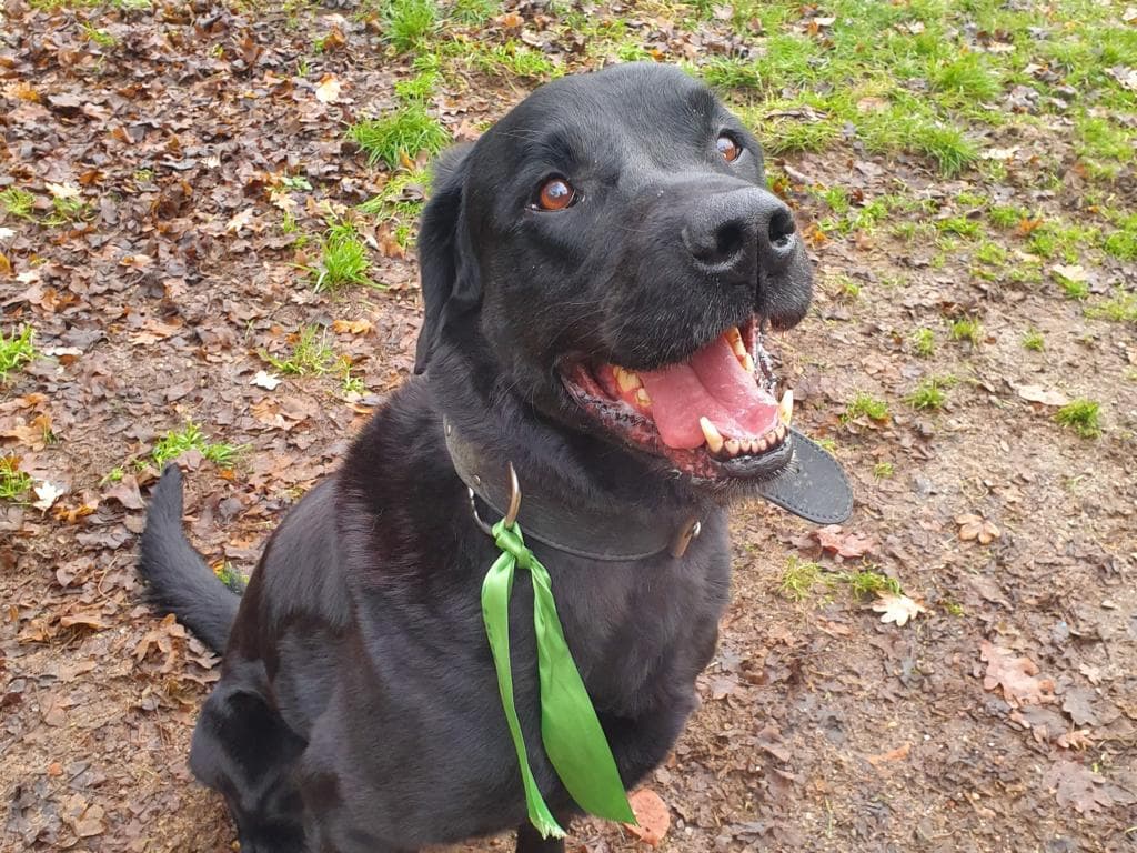 Brezel - Labrador Retriever - Bild 3