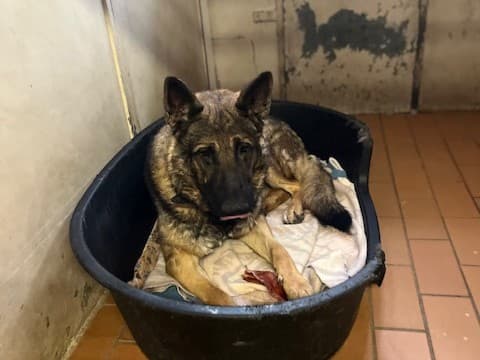 Levi - Deutscher Schäferhund - Bild 2