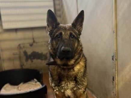 Deutscher Schäferhund-Mix Levi