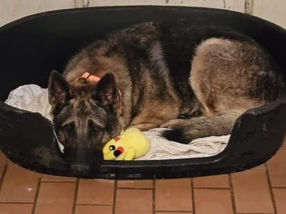 Levy - Deutscher Schäferhund - Bild 5