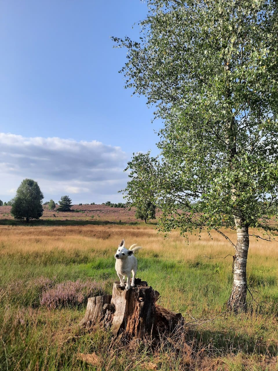 Lizzy - Jack Russell Terrier - Bild 6