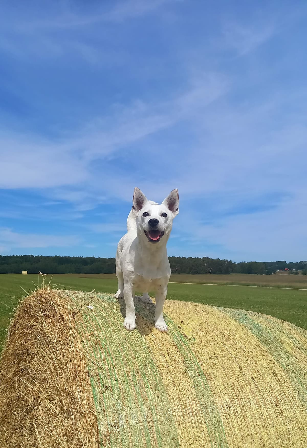 Lizzy - Jack Russell Terrier - Bild 5