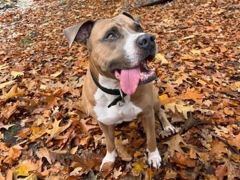 American Staffordshire Terrier-Mix Snoopy