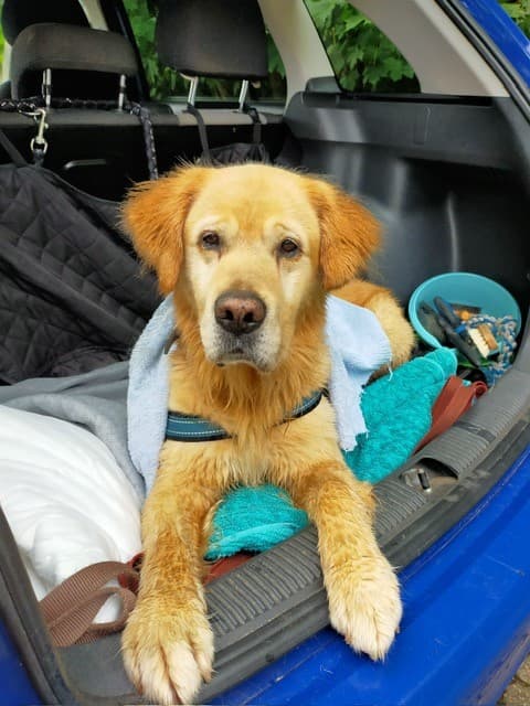 Lord - Golden Retriever - Bild 2