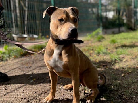 American Staffordshire Terrier-Mix Pablo