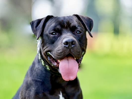 American Staffordshire Terrier-Mix Gizmo